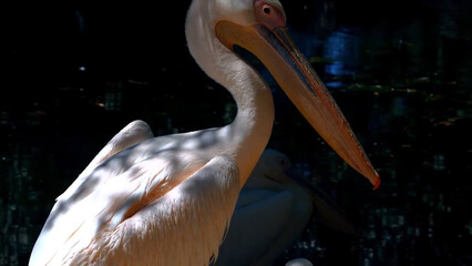pelican on the water