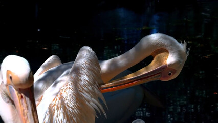 bird, animal, white, pelican, nature, beak, wildlife, water, feather, feathers, 