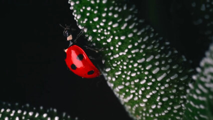ladybug on a leaf