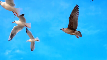 seagull flying in the sky