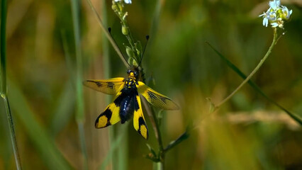 butterfly on a flower