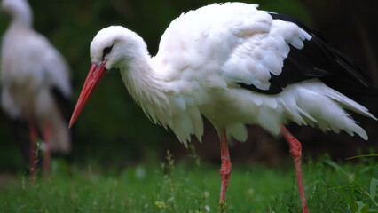 white stork in the grass
