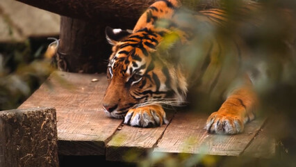 tiger in the jungle