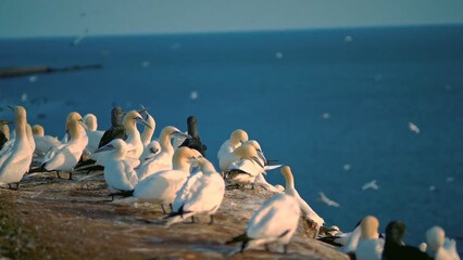 pelicans on the shore