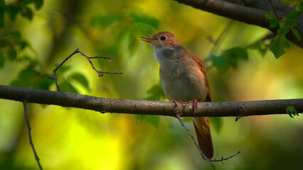robin in the garden