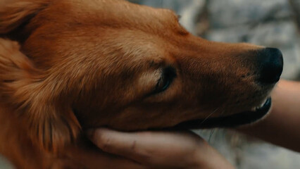 dog sleeping on the couch