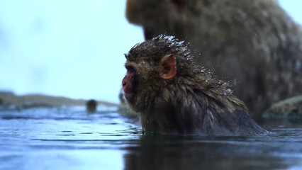 close up of a small river otter in a zoo