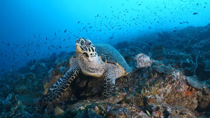 sea, underwater, coral, fish, reef, turtle, water, ocean, diving, scuba, tropical, nature, marine, dive, aquatic, animal, diver, egypt, coral reef, reptile, scuba diving, red sea, travel, sand