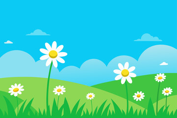 Fototapeta premium Daisies in a field under a blue sky day