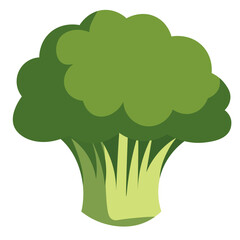 Green broccoli with thick stalk and rounded florets. Perfect for nutrition designs, healthy eating graphics, or vegetarian recipe illustrations.