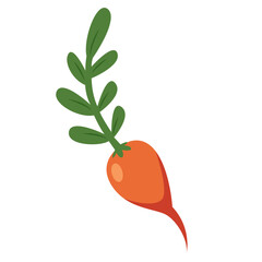 Orange carrot with green leaves. Great for healthy eating, recipe illustrations, or nutrition education materials.