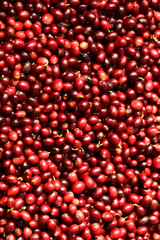 close up of fresh coffee beans for background                 