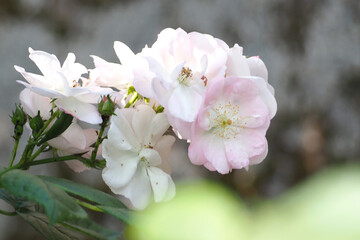 ６月　バラの花