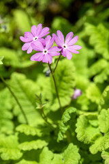 Close up of pink primrose flowers blooming in spring garden
