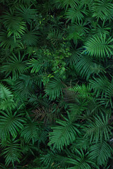 Lush Tropical Fern Leaves Background with Vibrant Green Color Palettes