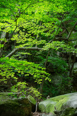 Fresh Green Maple Leaves and Mossy Rocks in Korean Forest
