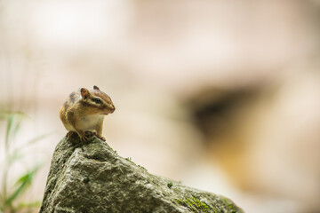 Chipmunk on Mossy Rock in Korean Forest