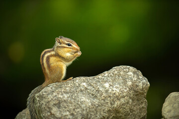 Chipmunk Eating on Rock in Korean Forest