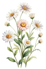 Obraz premium Elegant Daisy Bouquet Watercolor Illustration with Various Stages of Bloom and Leaves