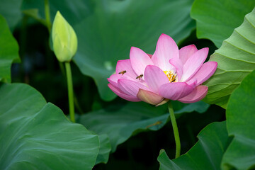 Fototapeta premium Pink Lotus Flower with Bees among Green Leaves in Korea