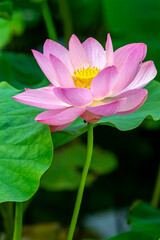 Pink Lotus Blossom in Full Bloom with Green Leaves in Korea