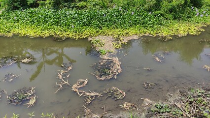 A calm, shallow swamp bordered by lush green water plants under daylight. The image captures the natural wetland ecosystem, ideal for environmental themes, nature blogs, or educational content. Suitab