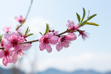 Peach Blossoms Branch in Spring Sky of Korea