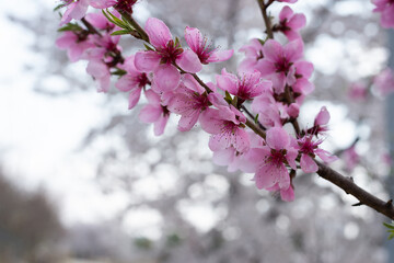 Close-Up of Peach Blossoms in Spring Korea