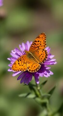 Obraz premium Elegant Orange Butterfly on Purple Flower, suitable for Nature Photography