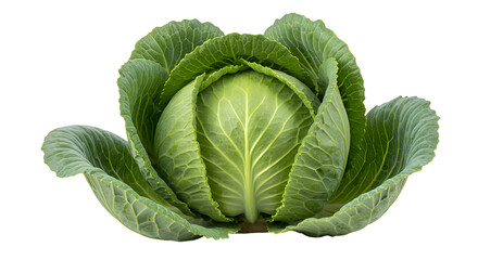 Fresh Green Cabbage Head with Textured Leaves and Vibrant Details