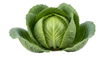 Fresh Green Cabbage Head with Textured Leaves and Vibrant Details