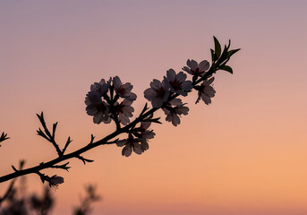 Almond Blossom Silhouette Branch Against Sunset Sky