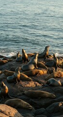 Obraz premium A large group of seals rests on dark, rocky coastal terrain, bathed in the warm light of a sunrise or sunset.