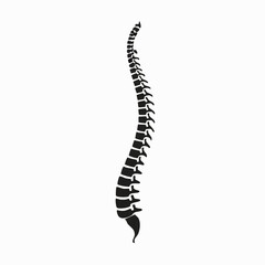 Illustration of the human spine in black and white. A detailed view of the spinal column.