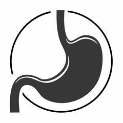 Fototapeta premium Anatomy of the human stomach, shown in an illustration