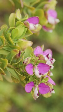 Close-Up of Myrtle Leaf Milkwort Flowers in Natural Light