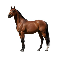 Naklejka premium Realistic Horse Standing with Transparent Background