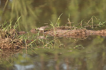 Sandpiper