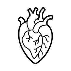 anatomical heart line art vector heart icon outline 