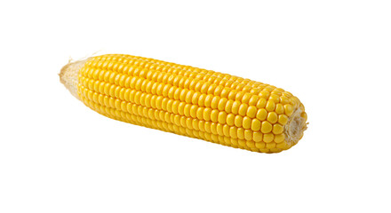 Bright Yellow Ear of Fresh Corn on Reflective Surface with Kernels