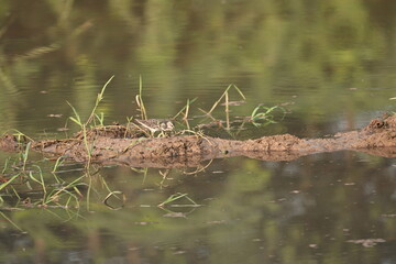 Sandpiper 