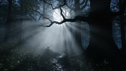 Moonlight shining through trees in a dark and misty forest creating an ethereal atmosphere scene - Powered by Adobe