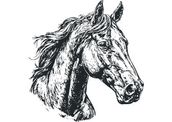 Detailed sketch of a horse head with flowing mane. Vector hand drawn illustration
