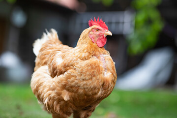 Hens grazing on grass in a free range organic farm