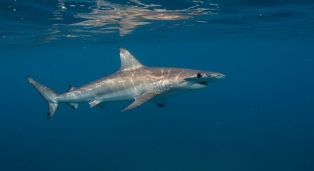 Naklejka premium Grey shark underwater view