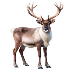 Fototapeta premium Reindeer animal for Christmas design isolated on transparent background, Png