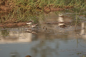 Sandpiper