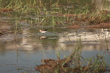 Sandpiper