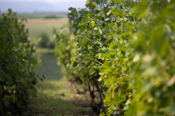 Green vineyard with unripe grapes hanging on vines. Scenic agricultural landscape with sunny weather