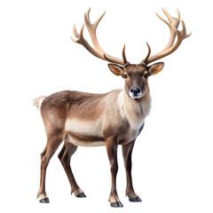 Obraz premium Reindeer animal for Christmas design isolated on transparent background, Png